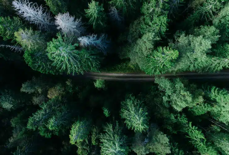 If you want to spend the night in a tree house in the forest, the "Treehotel" is the right place for you, Photo: Geran de Klerk / Unsplash