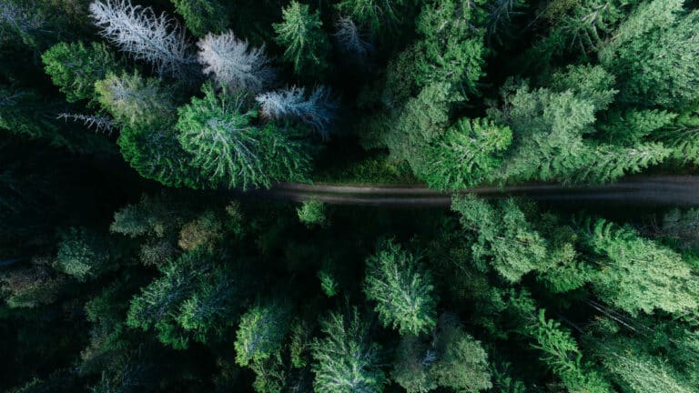 If you want to spend the night in a tree house in the forest, the "Treehotel" is the right place for you, Photo: Geran de Klerk / Unsplash