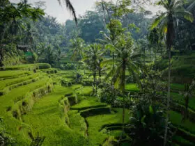 Morning view on the lovely Tegelalang rice terraces north of Ubud. Photo: Niklas Weiss / Unsplash