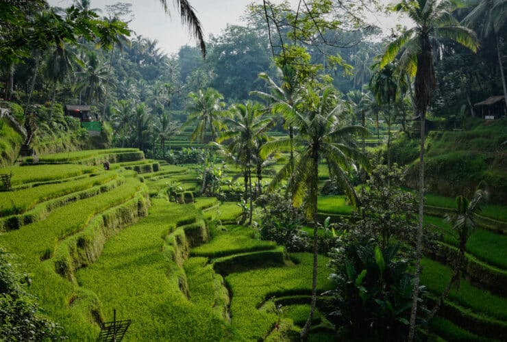 Morning view on the lovely Tegelalang rice terraces north of Ubud. Photo: Niklas Weiss / Unsplash