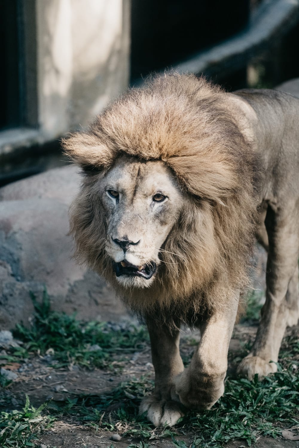 A lion at Bali Safari Park. Photo: Gita Krishnamurti / Unsplash