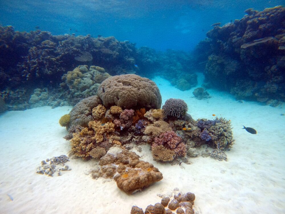 Most famous diving spot: Great Barrier Reef. Photo: Daniel Pelaez Duque / Unsplash