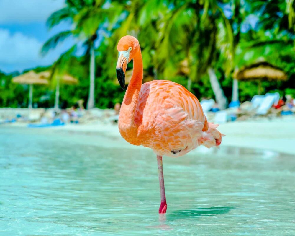 Flamingo Beach in Aruba. Photo: Lex Melony / Unsplash