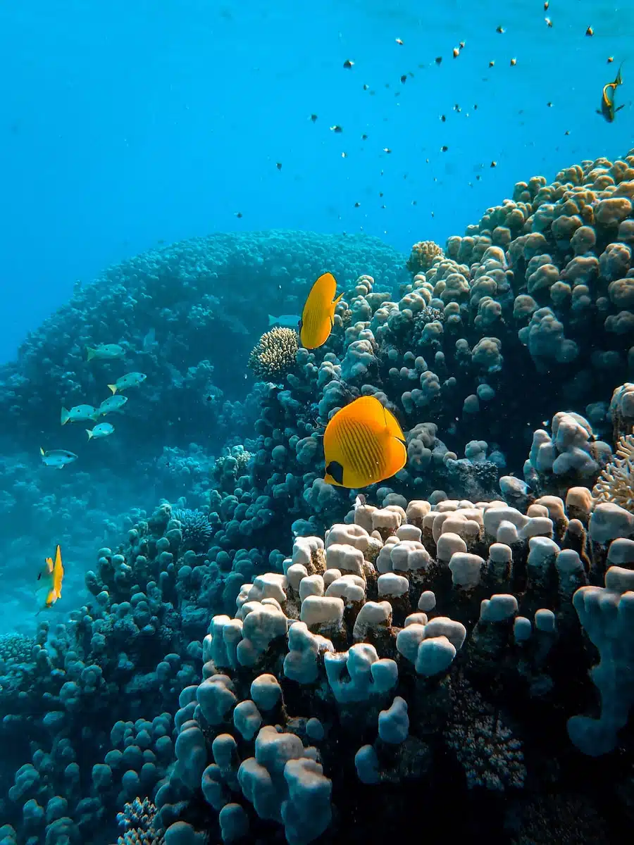 Diving in the Red Sea. Photo: Francesco Ungaro / Unsplash