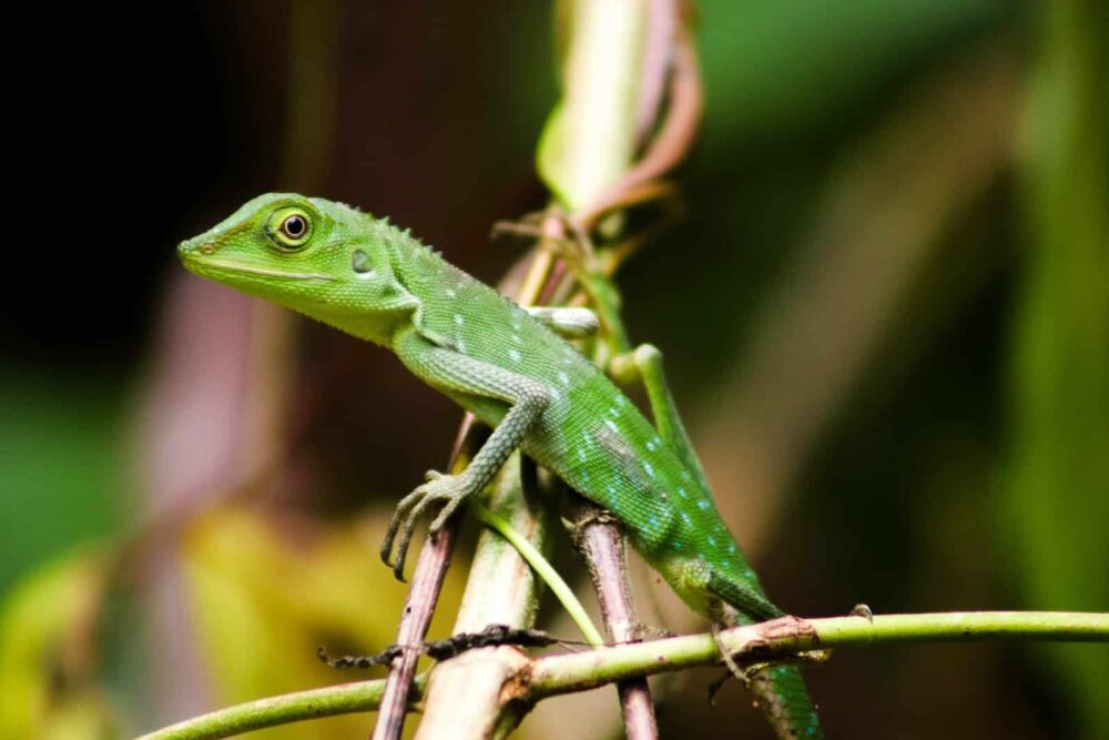 green lizard on brown tree branch during daytime