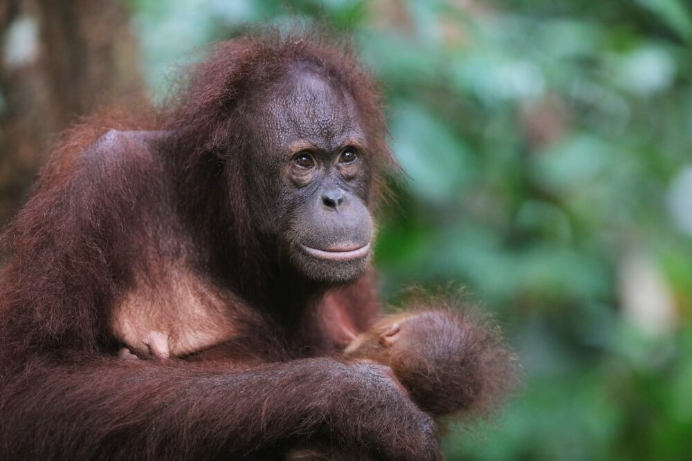 Orangutan with baby, Photo: Chris Charles / Unsplash