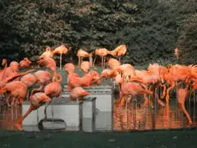 a flock of flamingos are standing in the water