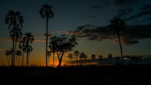 Ruaha National Park, Photo: Samwel Nsyuka / Unsplash