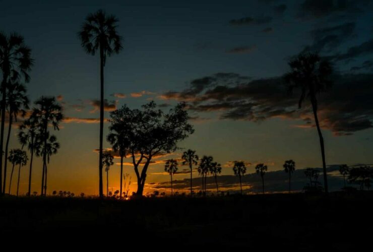 Ruaha National Park, Photo: Samwel Nsyuka / Unsplash