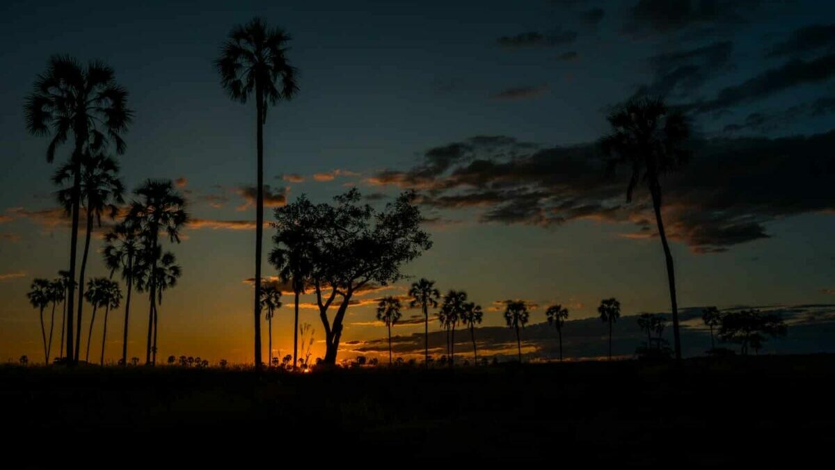 Ruaha National Park, Photo: Samwel Nsyuka / Unsplash