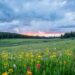 aerial photography of flowers at daytime