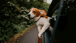 Traveling with pets, photo: Hector O'Connor / Unsplash