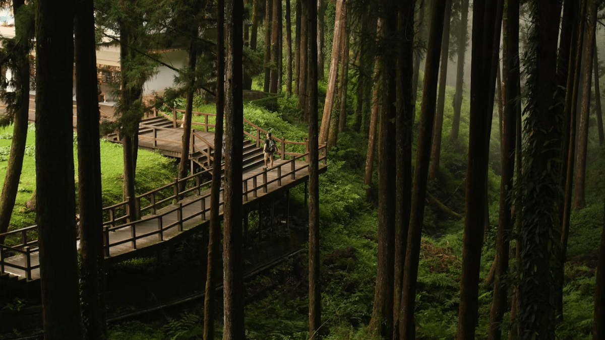 Taiwan—the island that everyone underestimates and no one wants to leave 4 Alishan, Photo: Suzi Kim/Unsplash